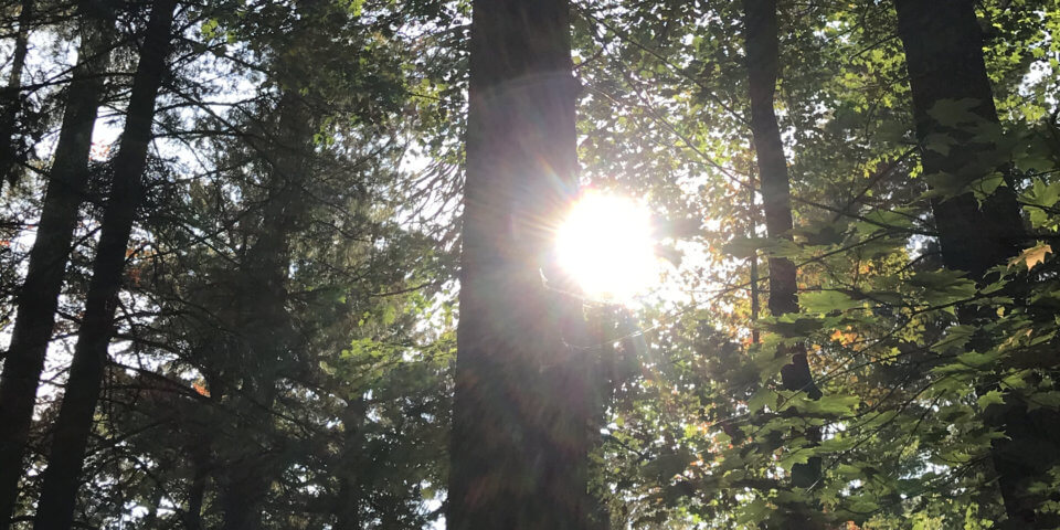 Lost Forty Sun through pines
